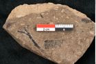 Foto (Detailansicht) von Callitris brongniartii Endl. (NHMW-GEO-2024-0188-8219)